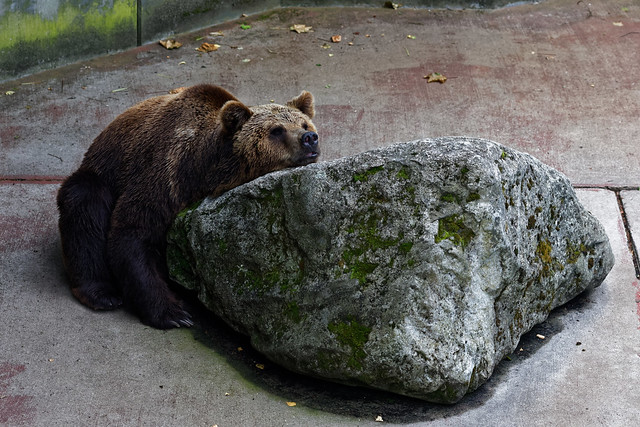 Brown bear relaxing