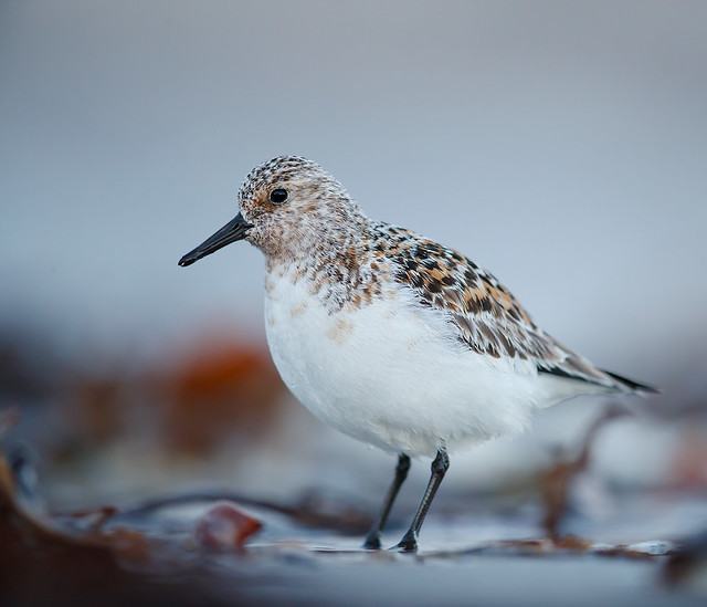 Calidris alba | Sanderling | sandlöpare