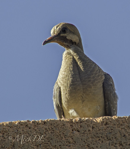 Young Dove