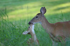 white-tailed deer mother and fawn touching faces