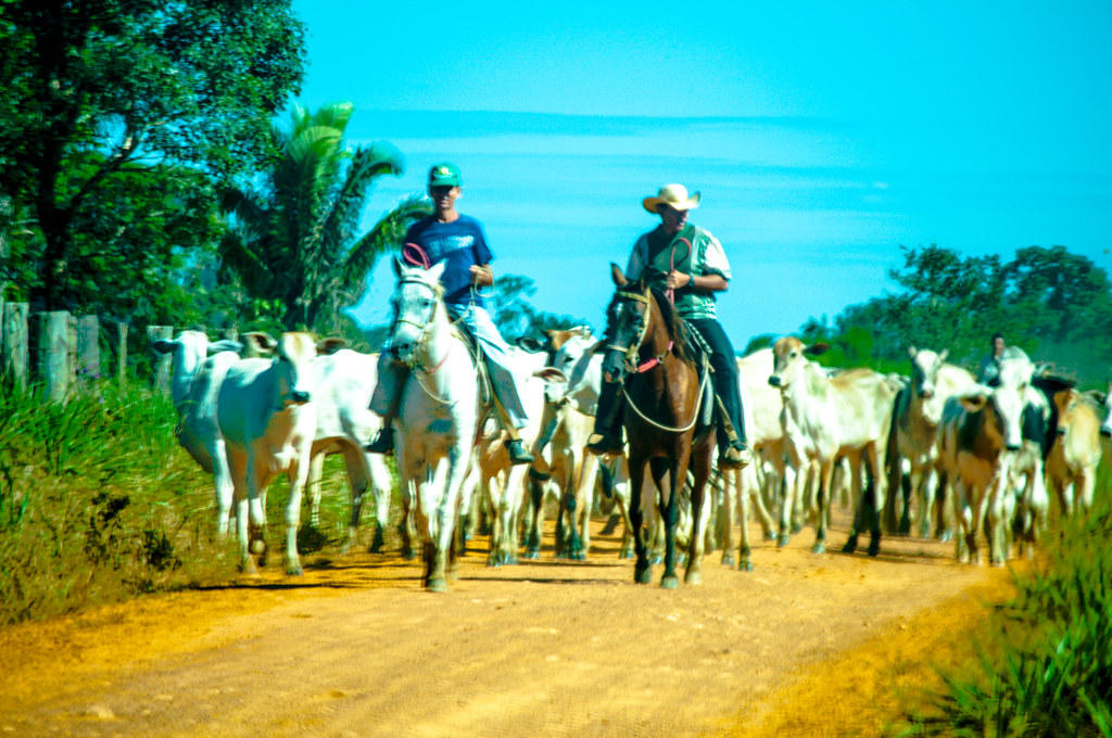 Boiadeiro tocando o gado. Comunidade Entre Rios, Cotriguaçú-MT.