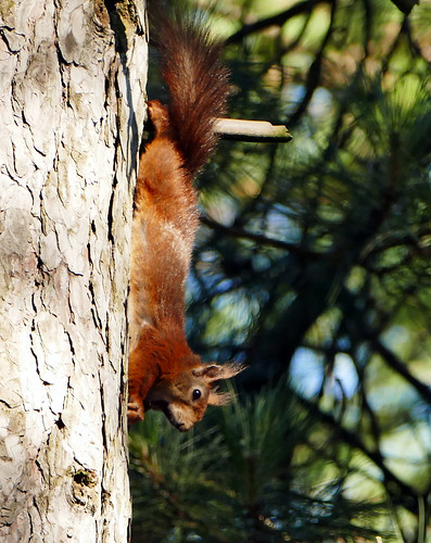 Red squirrel. | by fudgeman1