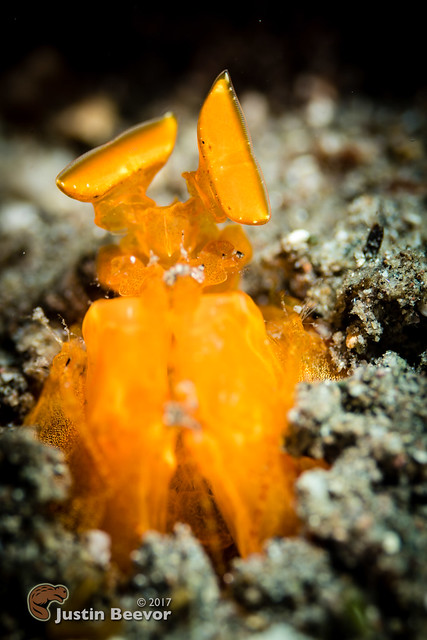 Orange spearing mantis shrimp