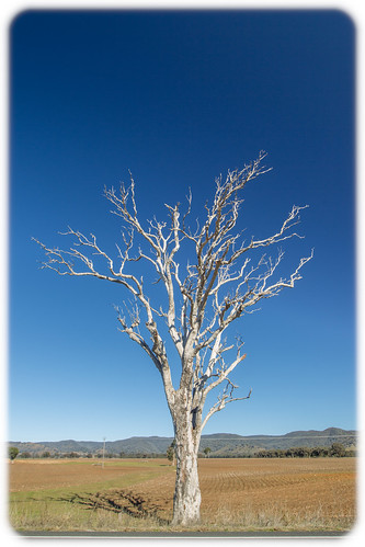 australia bluemountains farm fields mudgee newsouthwales sky tree f56 ef1635mmf28liiusm ¹⁄₁₂₅sec canoneos1dmarkiv iso100 19 20170630110806x0k0575cr2 noflash 0ev