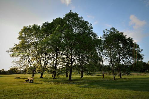 stanborough park hertfordshire nikon trees uk spring sunset bench