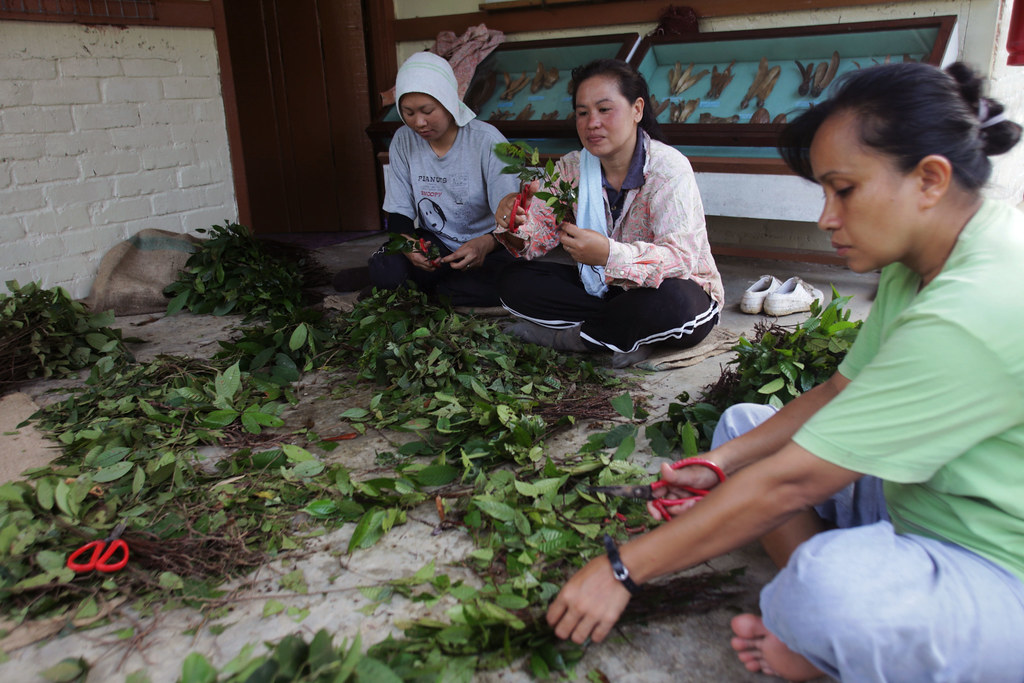Workers cut the leaves of harvested plants.