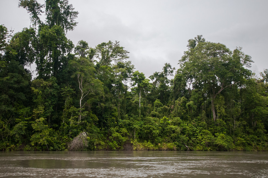 Forest landscape on the banks of the river Mamberamo, Papua.