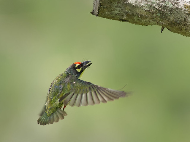 Coppersmith Barbet _ PRP ☺☺