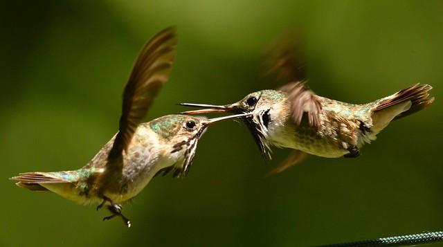 Swordfight. Male Calliope Hummers, getting it on.