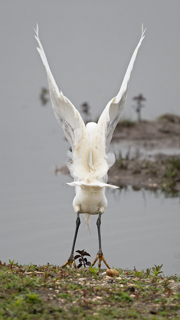 Little egret - rear