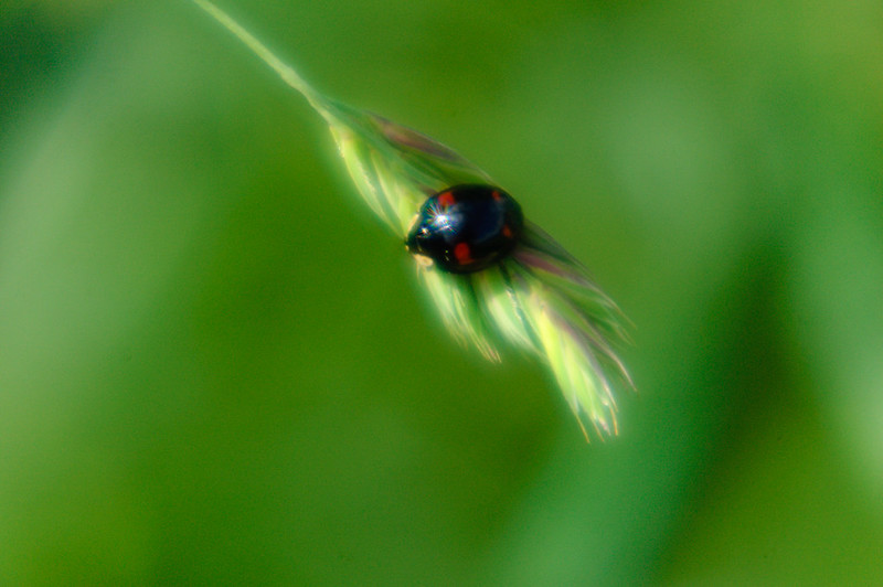 Black and orange ladybird