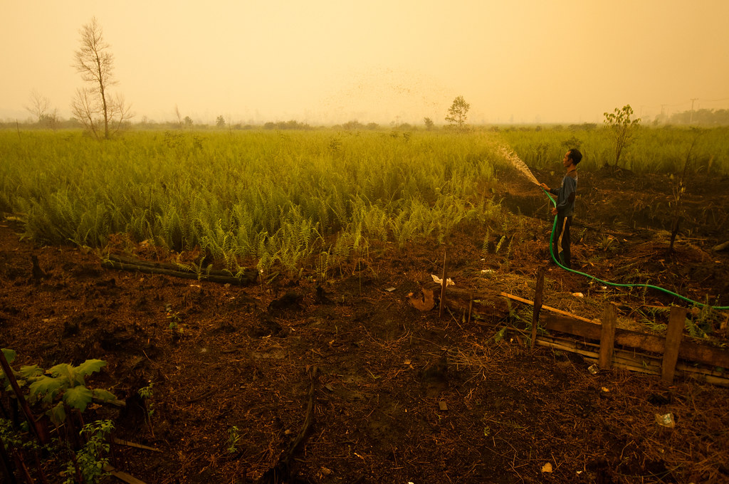 Local farmers water their crops. Palangka Raya, Central Kalimantan.