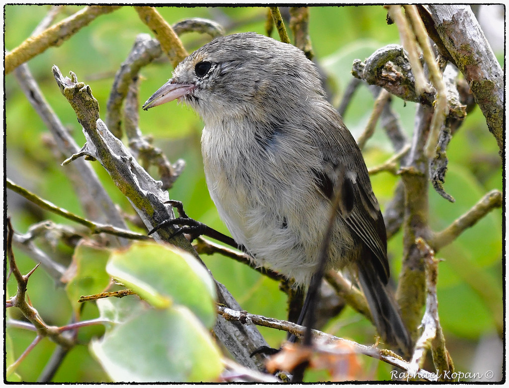 Darwin Finches: its all about the beak (9/12). | Warbler Fin… | Flickr