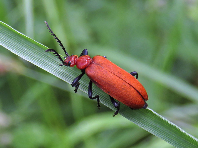 Red-headed Cardinal Beetle, Kingmoor Nature Reserve, 10 June 17