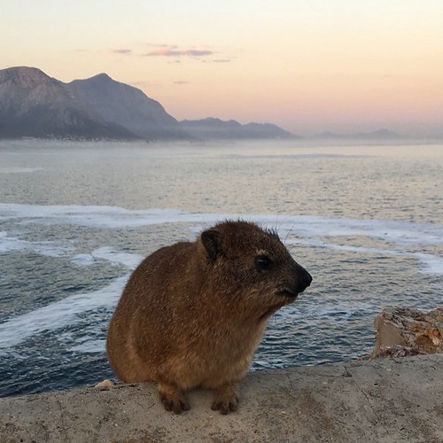dassie hyrax rockhyrax hermanus capetown westerncape sea sunset mountains clouds pretty fluffy furry cute southafrica iphonography iphone iphonese 2017 june foam animal