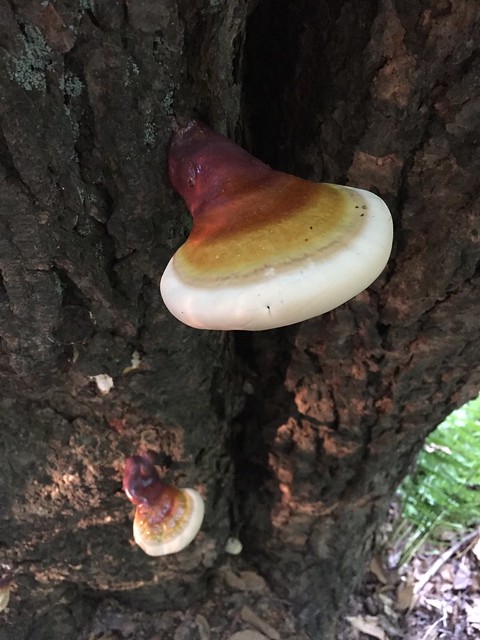 Fungus on the tree