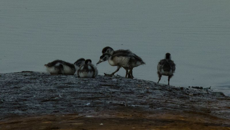 Shelduck and ducklings