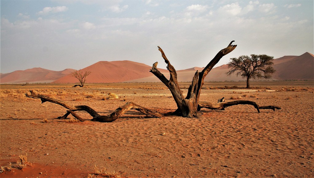 Namibia's Beauty: near the Dead Vlei in Sossusvlei