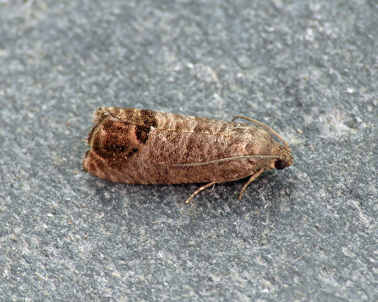 49.338 Codling Moth - Cydia pomonella