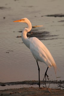 Great Egret at the Horicon Marsh