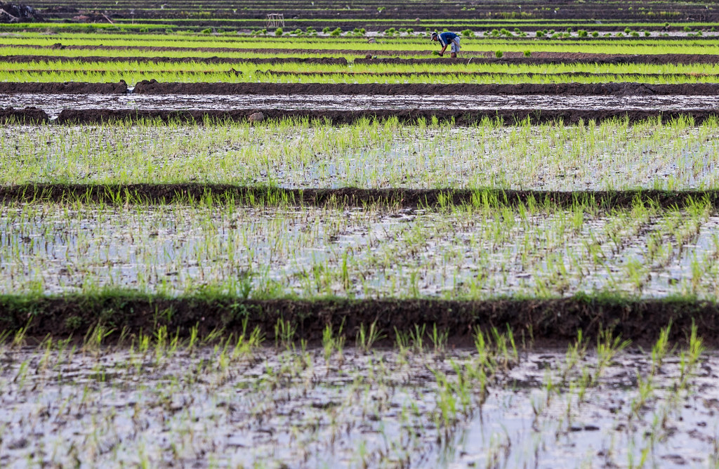 Bantaeng, Indonesia. A farmer works at a rice field in Bantaeng, South Sulawesi, Indonesia on June 7, 2014.