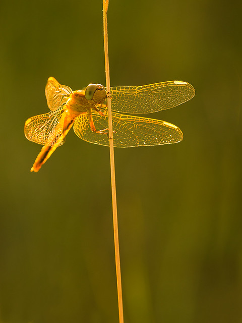 Dragonfly in the light of the setting sun