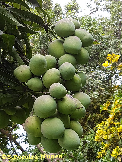 A bunch of Mangoes (or mangos)  at the Sheraton Gardens, El Salvador
