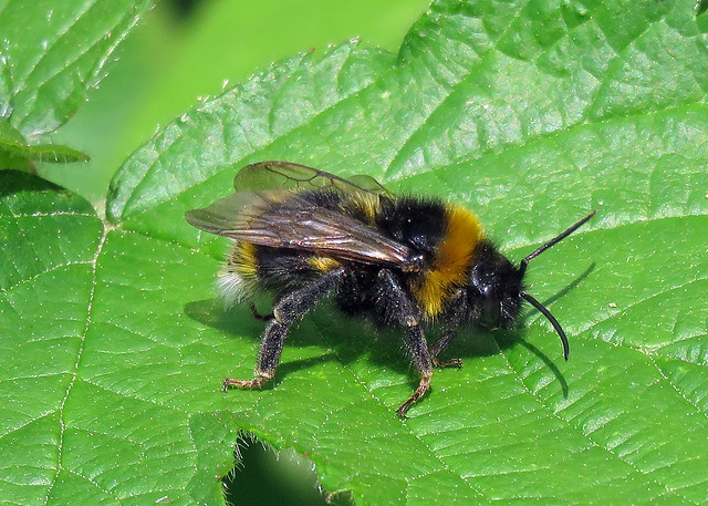 Bombus vestalis - Vestel Cuckoo Bee [A]