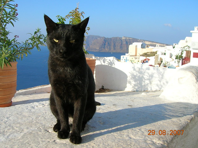 Έλληνες γάτα (Santorini black cat)