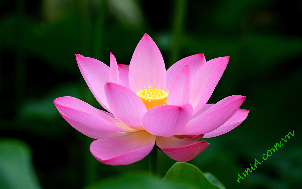 Hình ảnh hoa sen phật giáo đẹp nhất | Hình ảnh hoa sen phật … | Flickr