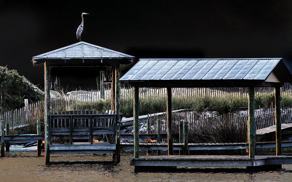 Gulf Coast Blue Heron