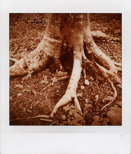 tree_roots_sepia | by Judy M. Boyle