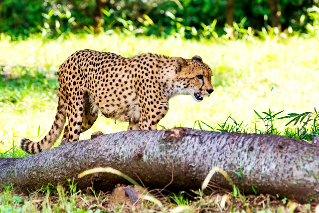 Cheetah : チーター
