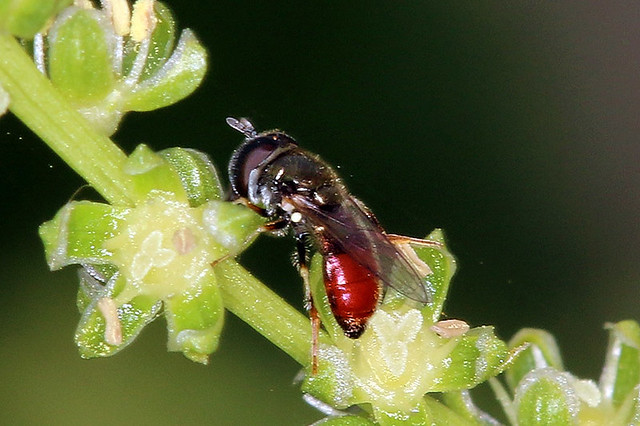 Paragus haemorrhous, Female syrphid fly