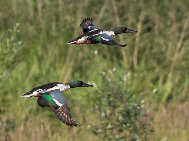 Four kinds of flying ducks No. 4 - Vier Arten fliegende Enten Nr. 4 -  (Joe)