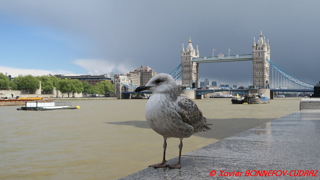 London - Tower Bridge & seagull
