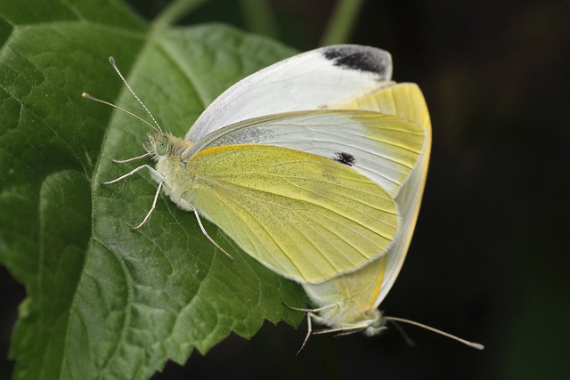 Mating Pair of Cabbage White Butterflies (Pieris rapae)