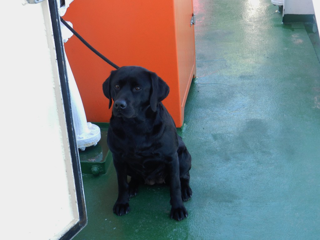 Waiting Patiently, MV Loch Nevis, Mallaig to Island of Eigg, May 2017