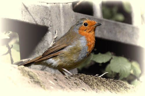 Summer Robin | by SteveJ442