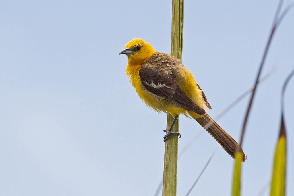 Yellow and Black Birds: A Fascinating Guide to Nature's Striking Avians