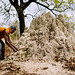 Harvesting termites