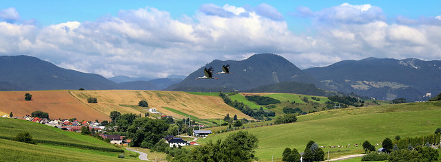 Storks on the move over Liptovský region in Slovakia