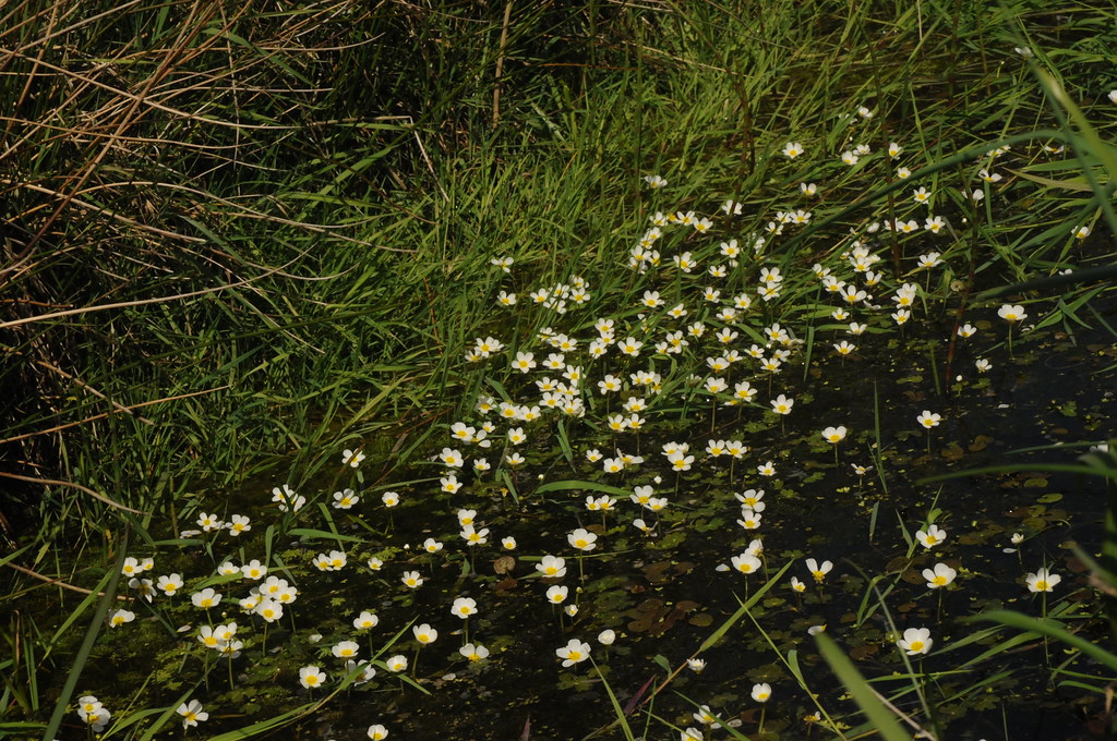 Sumpfblüten - Schild-Wasserhahnenfuß (Ranunculus peltatus); Bergenhusen, Stapelholm (6)