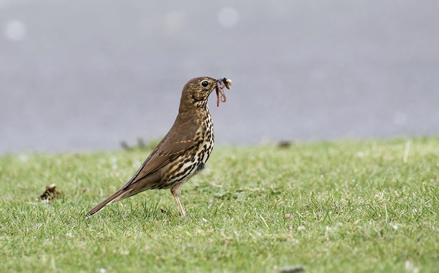 Song Thrush with food