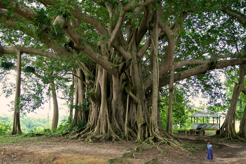 A Banyan tree (Ficus benghalensis) in Bangladesh.