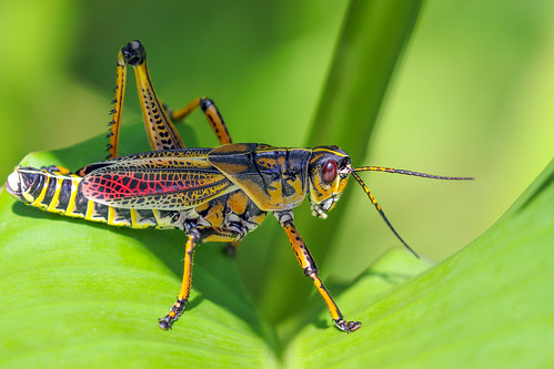 Colorful Grasshopper | by Daniela Duncan