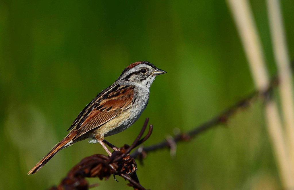 Where do swamp sparrows live?