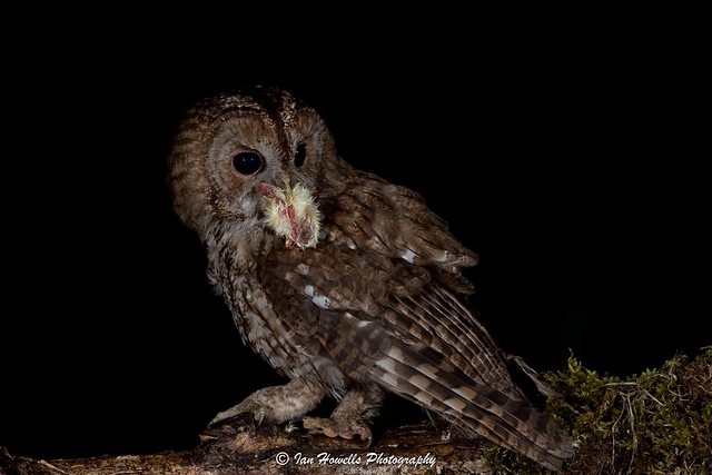Tawny owl at my hide opening 26th of June . More info @ www.facebook.com/ihwildlfe