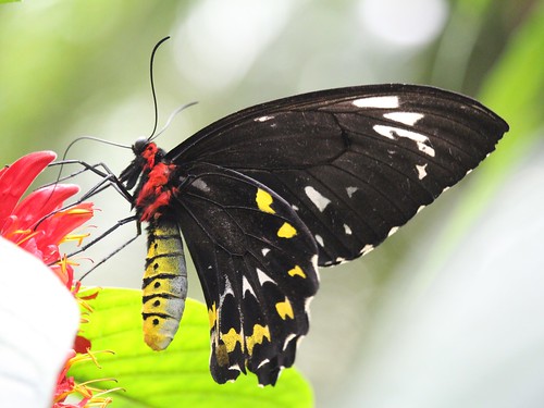 butterfly niagarafallsbutterflyconservatory niagarafalls ontario canada cairnsbirdwing ornithopteraeuphorion charlie mybestbutterfly