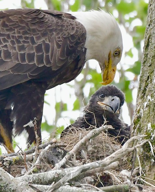Bald Eagle Chick at Nest